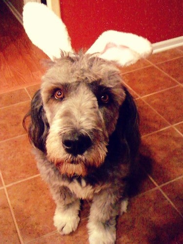Happy Easter Dog